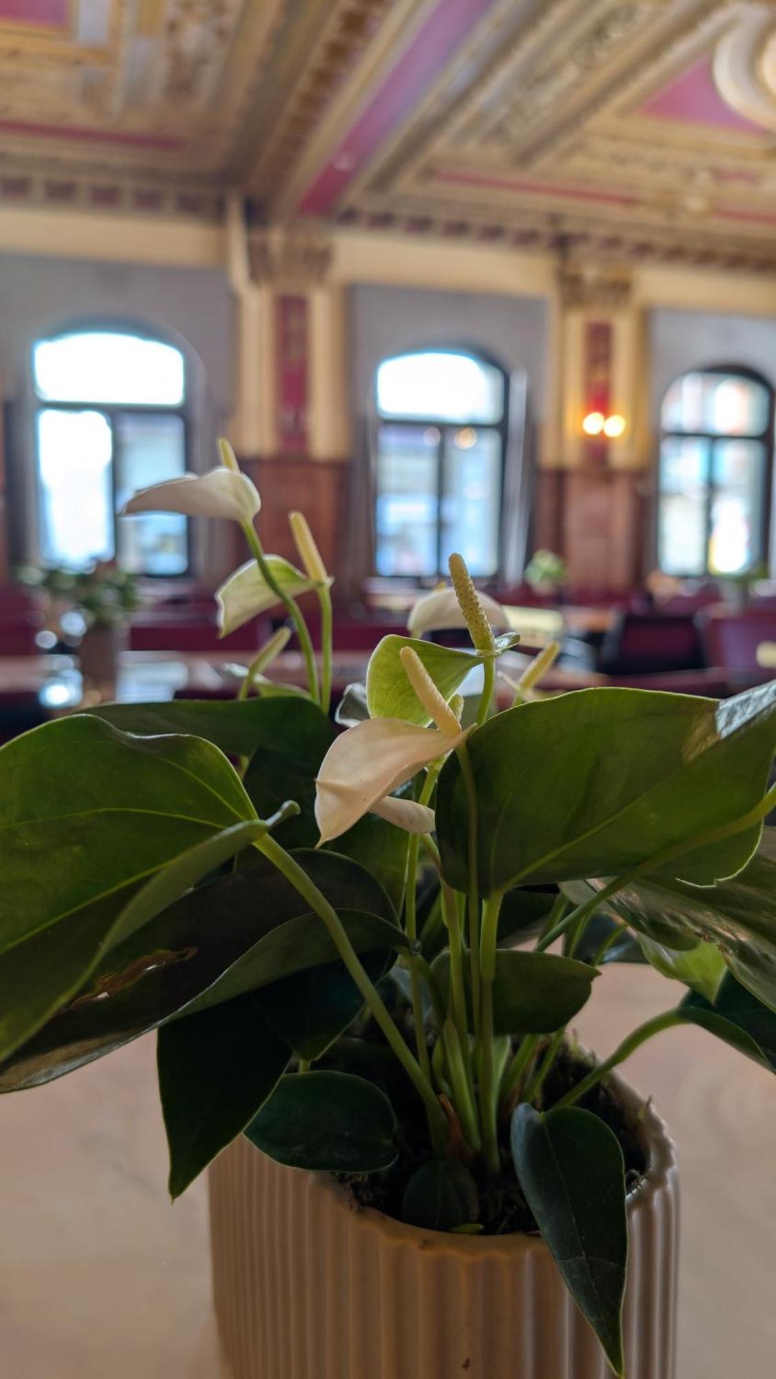 Hotel Harder Minerva Ιντερλάκεν Εξωτερικό φωτογραφία