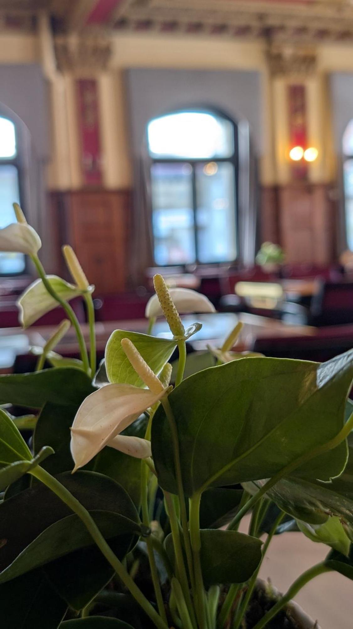 Hotel Harder Minerva Ιντερλάκεν Εξωτερικό φωτογραφία